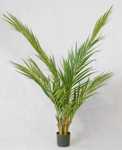 18-150 Majesty Palm  150cm